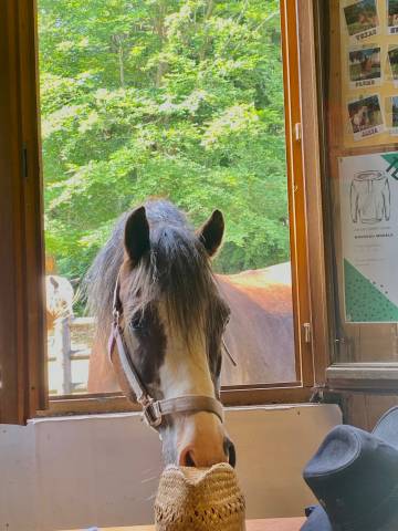 Poney d