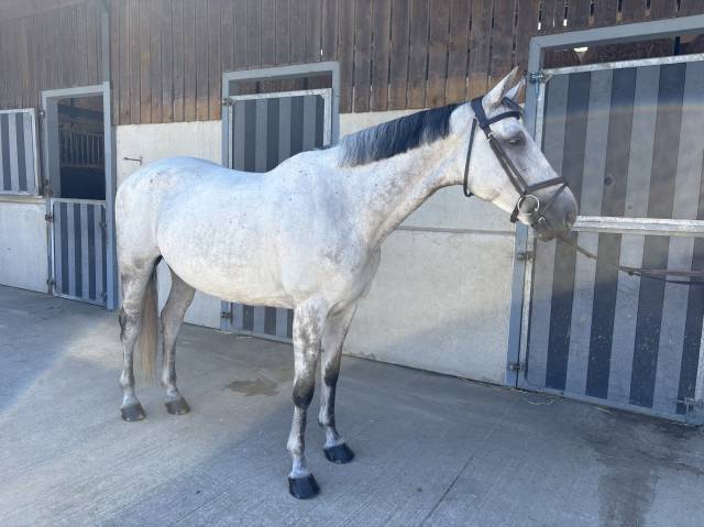 à vendre jument 10 ans darco x quick star 