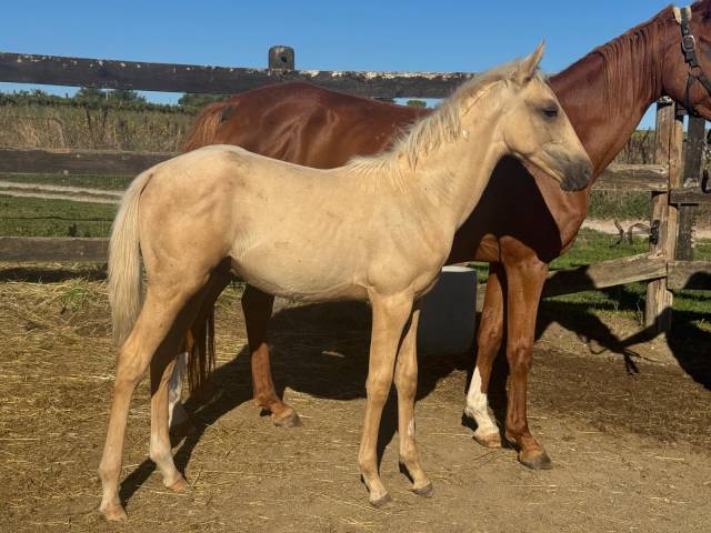 Poulain palomino arabe x quarter horse
