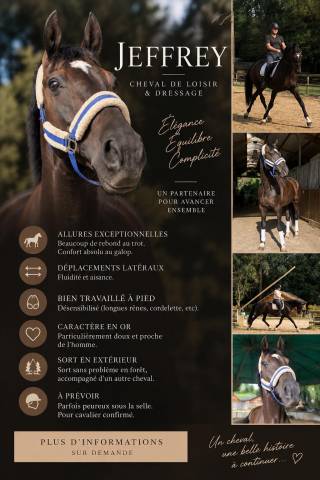 Hongre kwpn dressage haut niveau 12 ans