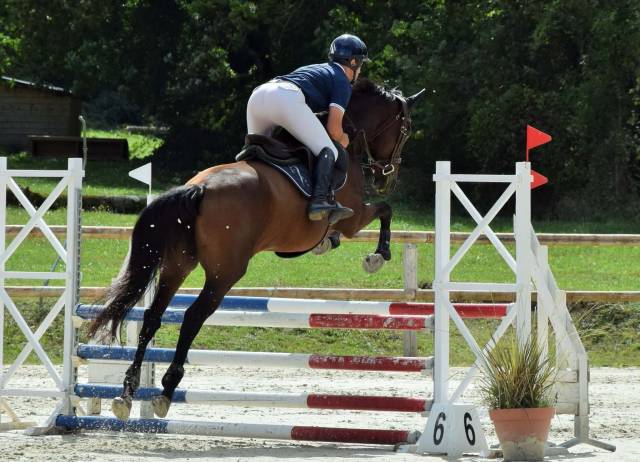 Jument de sport