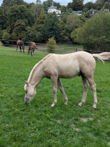 Hongre pfs palomino par greatstar embet tilia