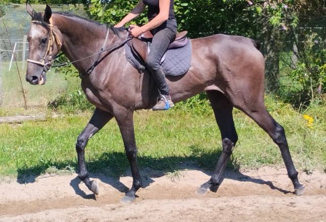 Jument pur-sang 5 ans 
