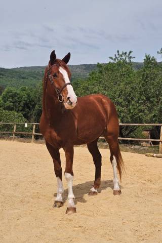 Vente - ron - kwpn de 5 ans