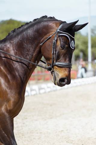 Hongre 9 ans pour st george
