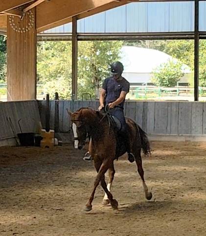 Jument dressage amateur