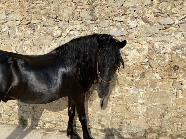 Minorquin hongre 16 ans gentil polyvalent