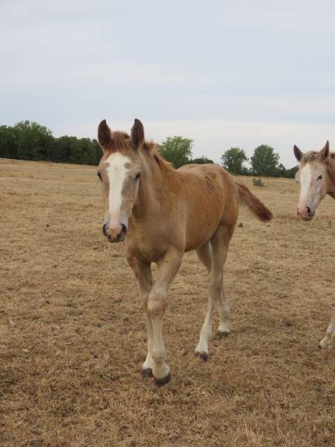 Jeune cheval demi-sang arabe