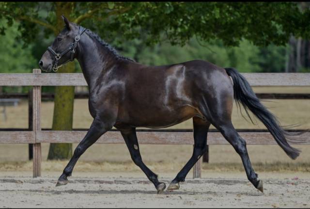 Ponette new-forest