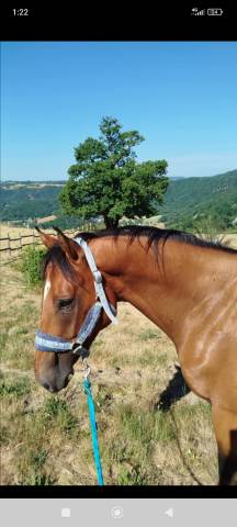Cheval 5 ans hongre 1.63