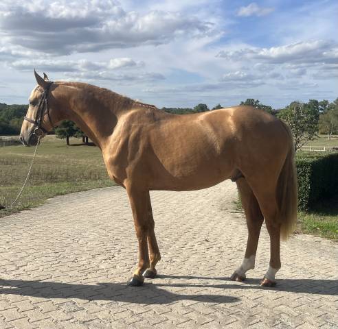 Noe de gesvres - etalon de 3 ans cdf