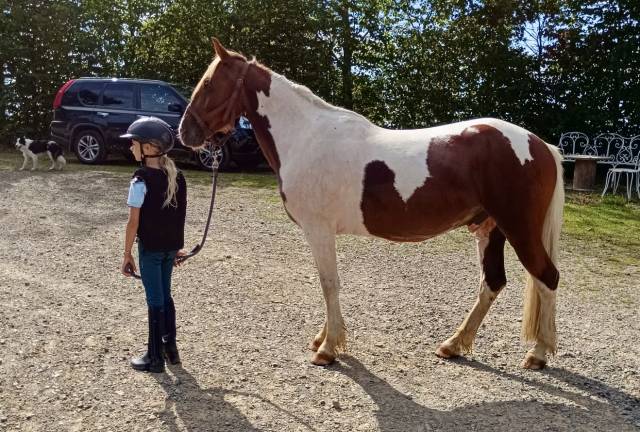 Poney c