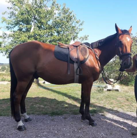 Hongre - trotteur français - 8 ans