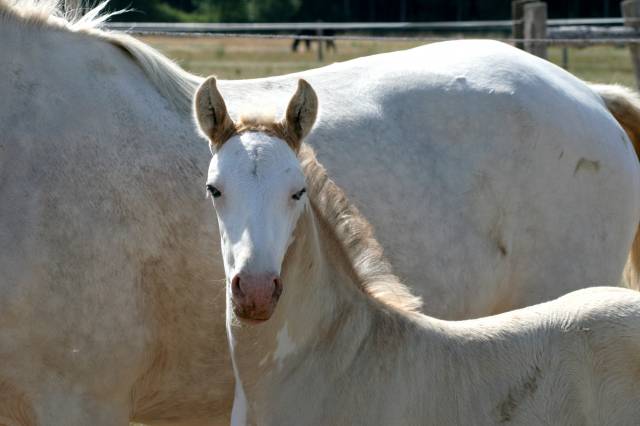 Foal 2026 dunalino splash 7