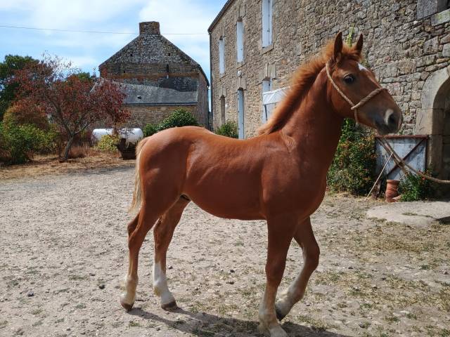 Poulain oc 5 mois 