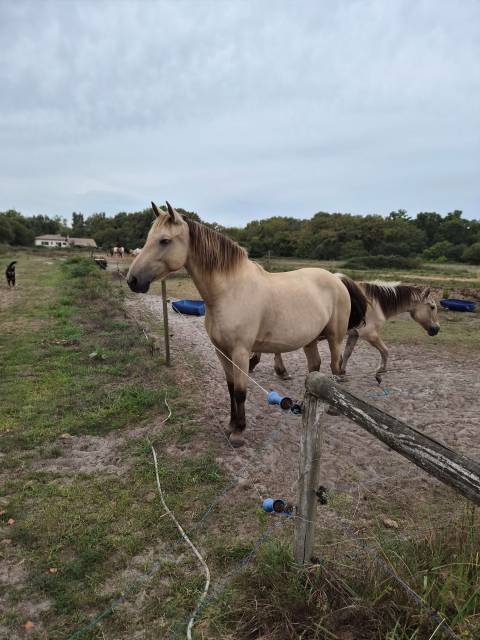 Vend cheval palomino