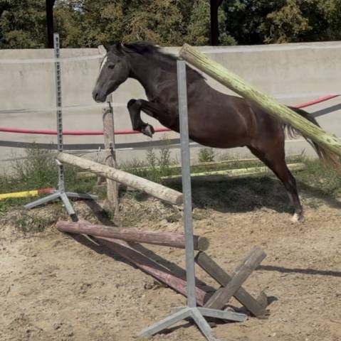Poney welsh pp