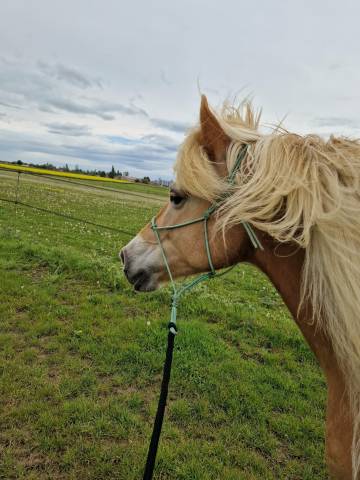 Jument haflinger