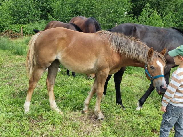 Ponette poney pfs 1 an
