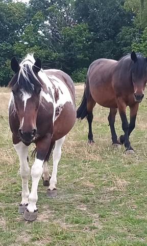 2 juments de mediation equine a donner