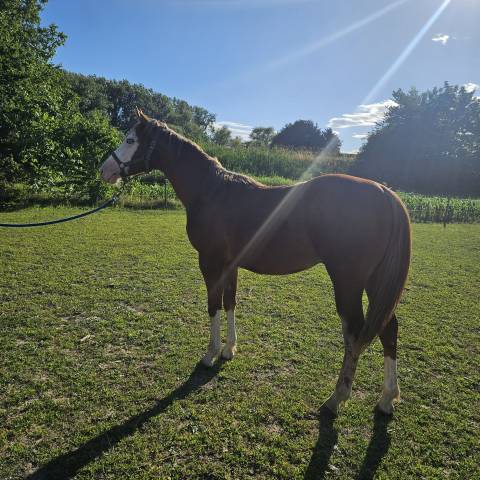 Poulain paint/quarter horse 