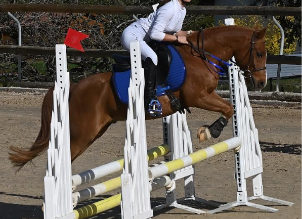 Poney b