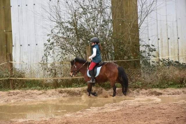 Ponette 9ans poulinière pleine (débourrée)