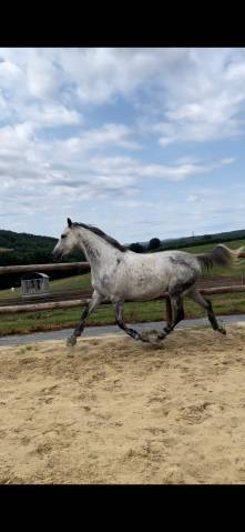 Jument pur-sang 11 ans – loisir, extérieur, obstacle