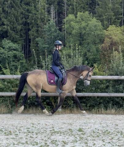 Très jolie ponette de 11 ans - 146cm