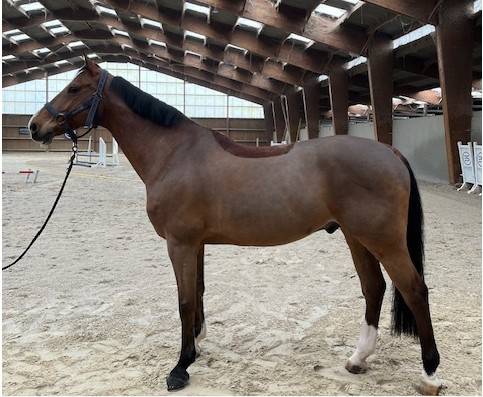Hongre - bwp - 13 ans