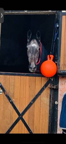 Demie pension - adorable jument pur-sang de 5 ans