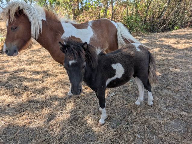 Poney shetland