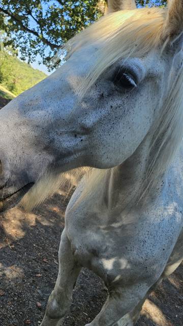 Percheron 
