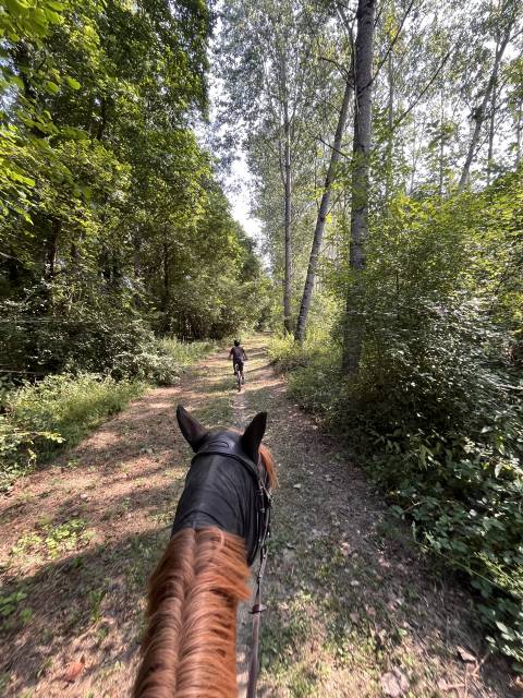 Demi pension cheval