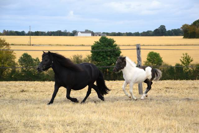 Poulinière shetland 8 ans