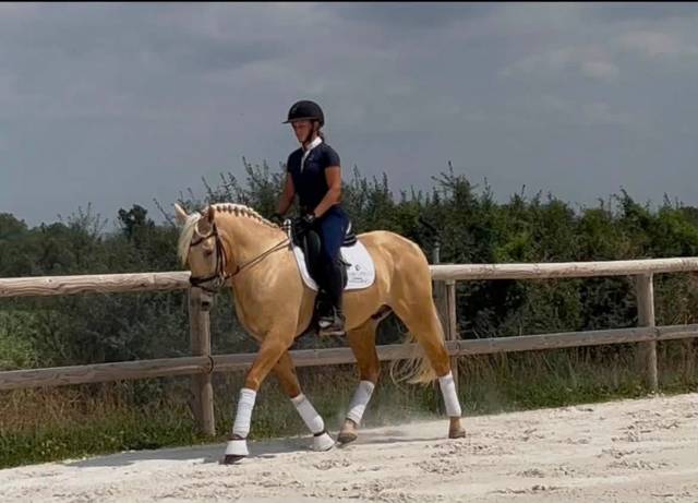 Superbe hongre 