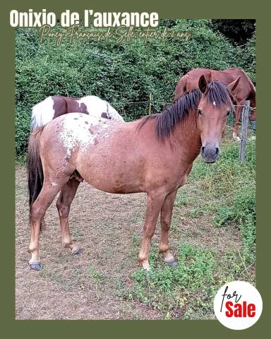 Onixio de l'auxance pfs 2 ans