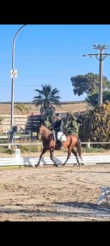 Jango – pre plein papier – 7 ans – 1,65 m – dressage am