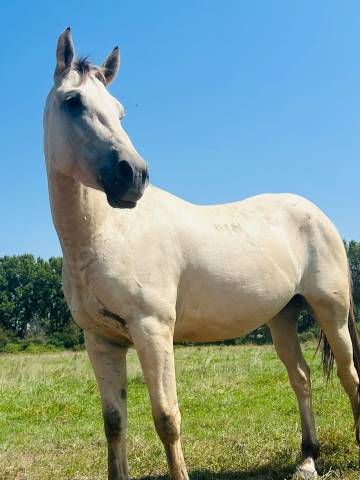 Poney oc 