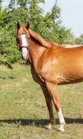 Top cheval d’amateur 