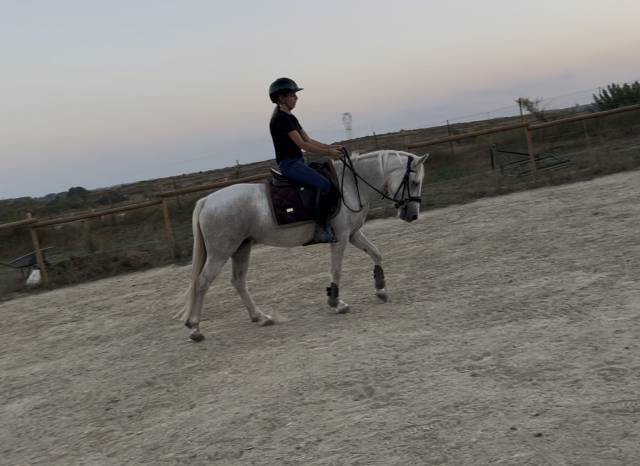 Jument camargue 3 ans pleins papiers