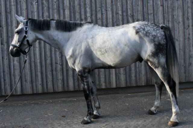 Cheval à vendre hongre 10 ans z 1m75 par copy cat z