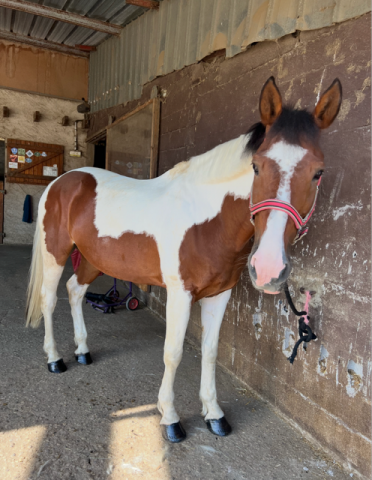 Beau cheval, trés attachant pour rando, dressage et tap