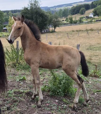 Pouliche isabelle croisée lusitanienne 