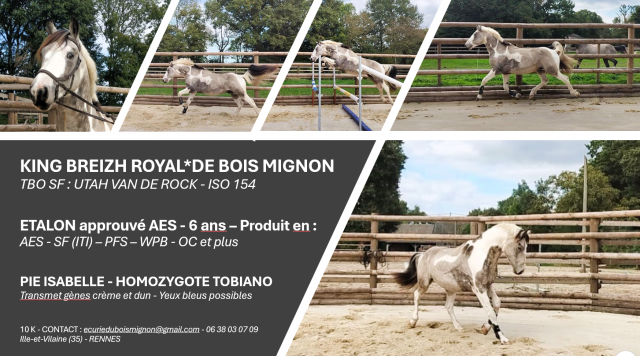 Etalon agrée sfxpfs pie isabelle, homozygote tobiano, g