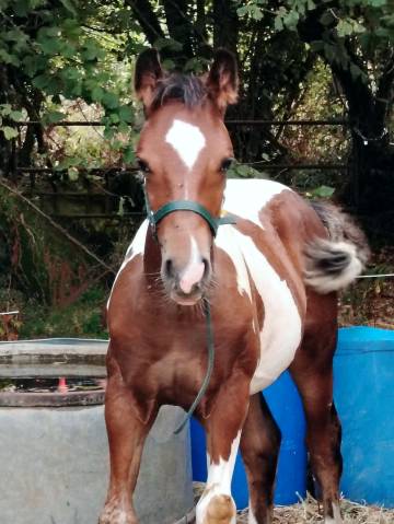 Poulain bai tobiano