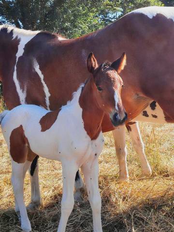 Pouliche bai tobiano