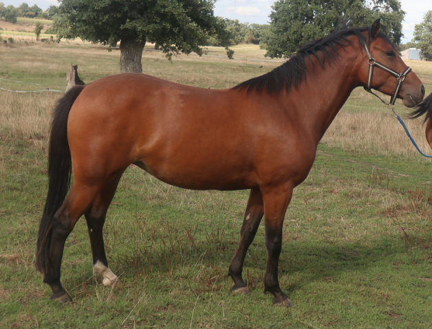 Pfs femelle 3 ans 1m46 par o ma doué kersidal