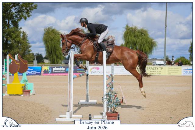 Jument de 5 ans par andiamo semilly