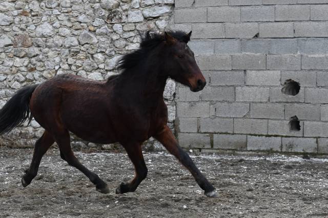 Poney de sport